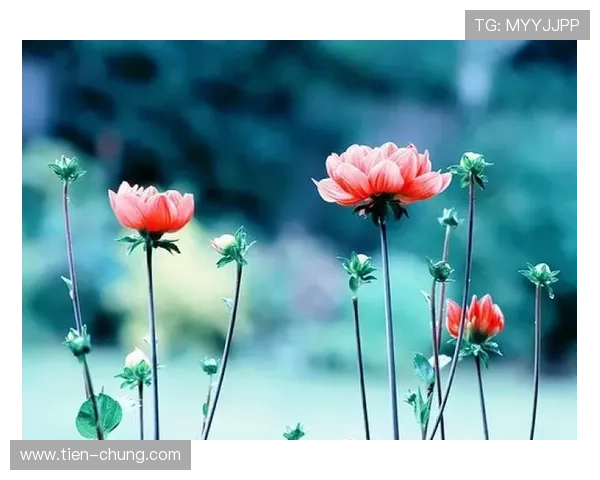 爱尔兰人弗格森苦难沉浮人生录